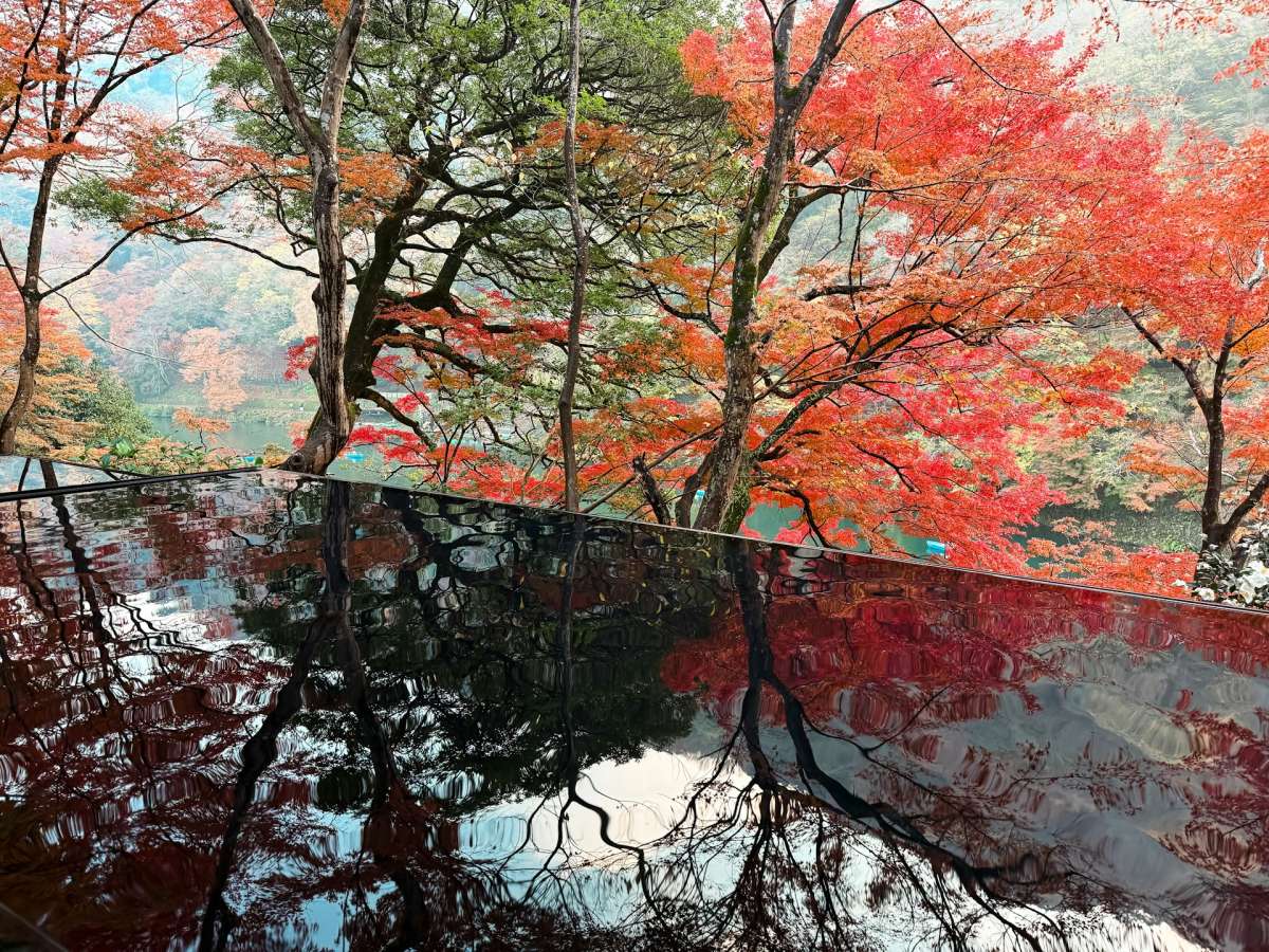 교토 단풍 / 사진=unsplash@Kate Kasiutich