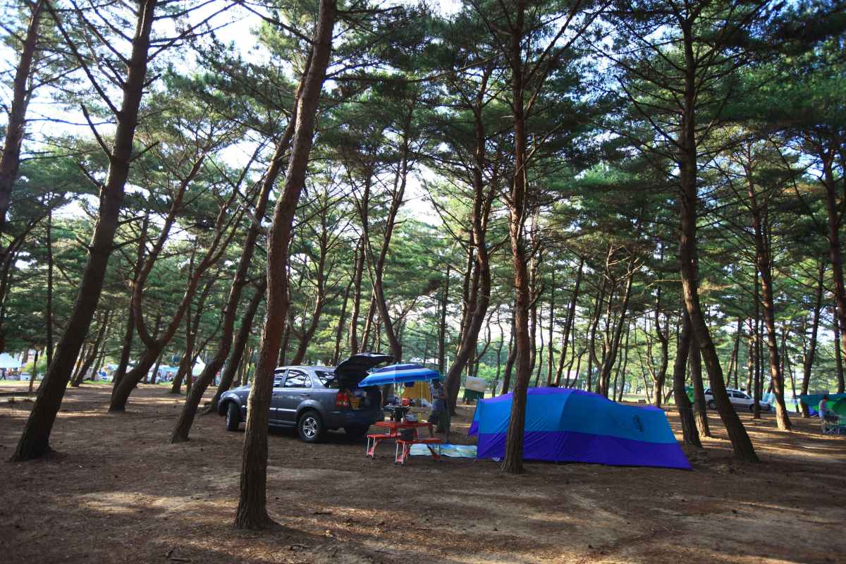몽산포 캠핑장 / 사진=한국관광공사 포토코리아@김지호