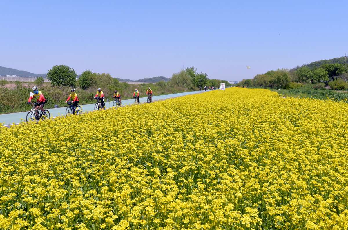 4,200㎡ 규모 유채꽃 / 사진=성남시