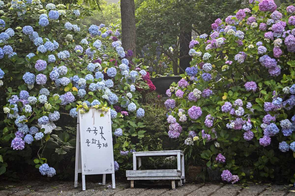 부산수국축제 / 사진=부산관광공사 써머트리, 이음미디어