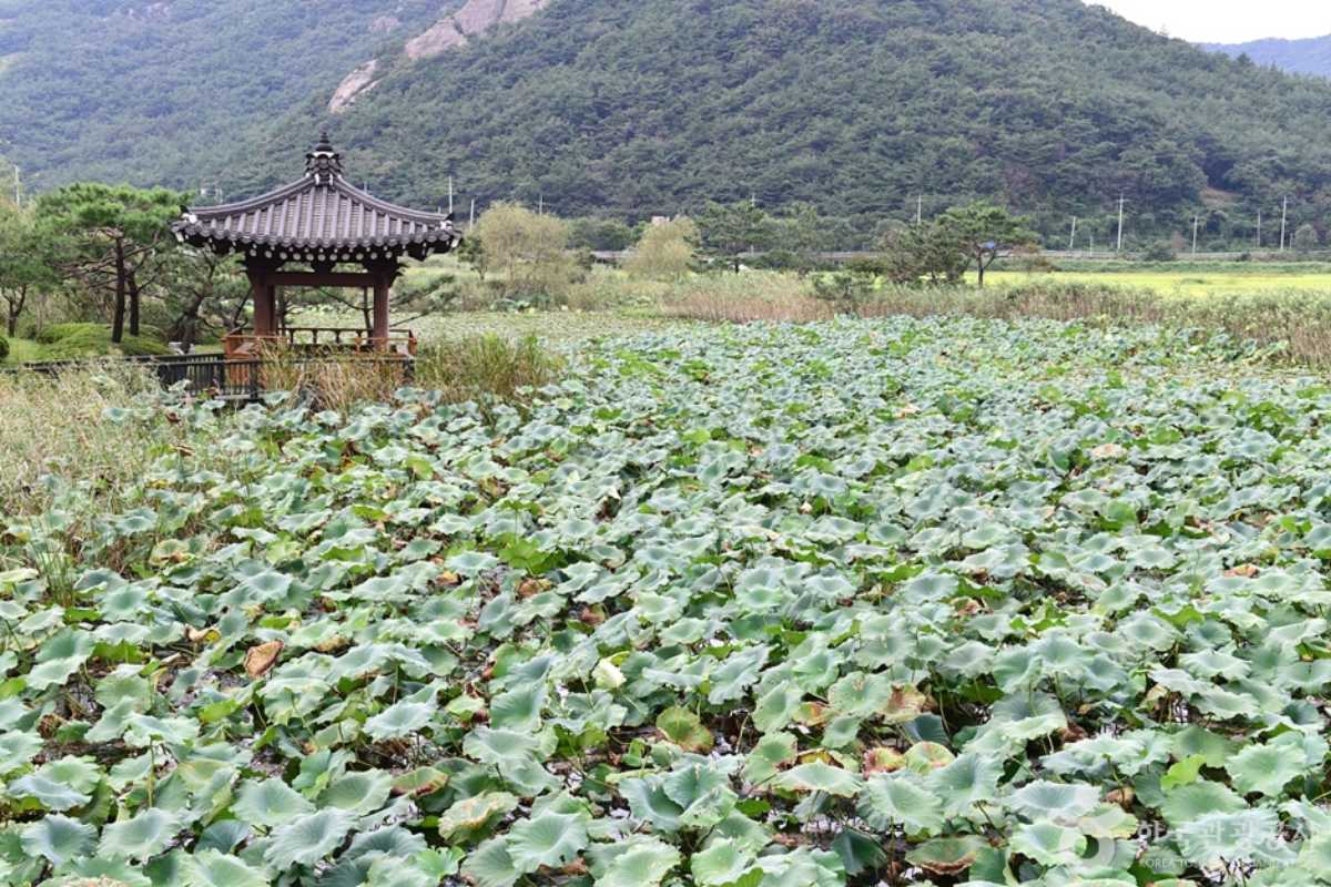 보은강 연꽃방죽 / 사진=한국관광콘텐츠랩