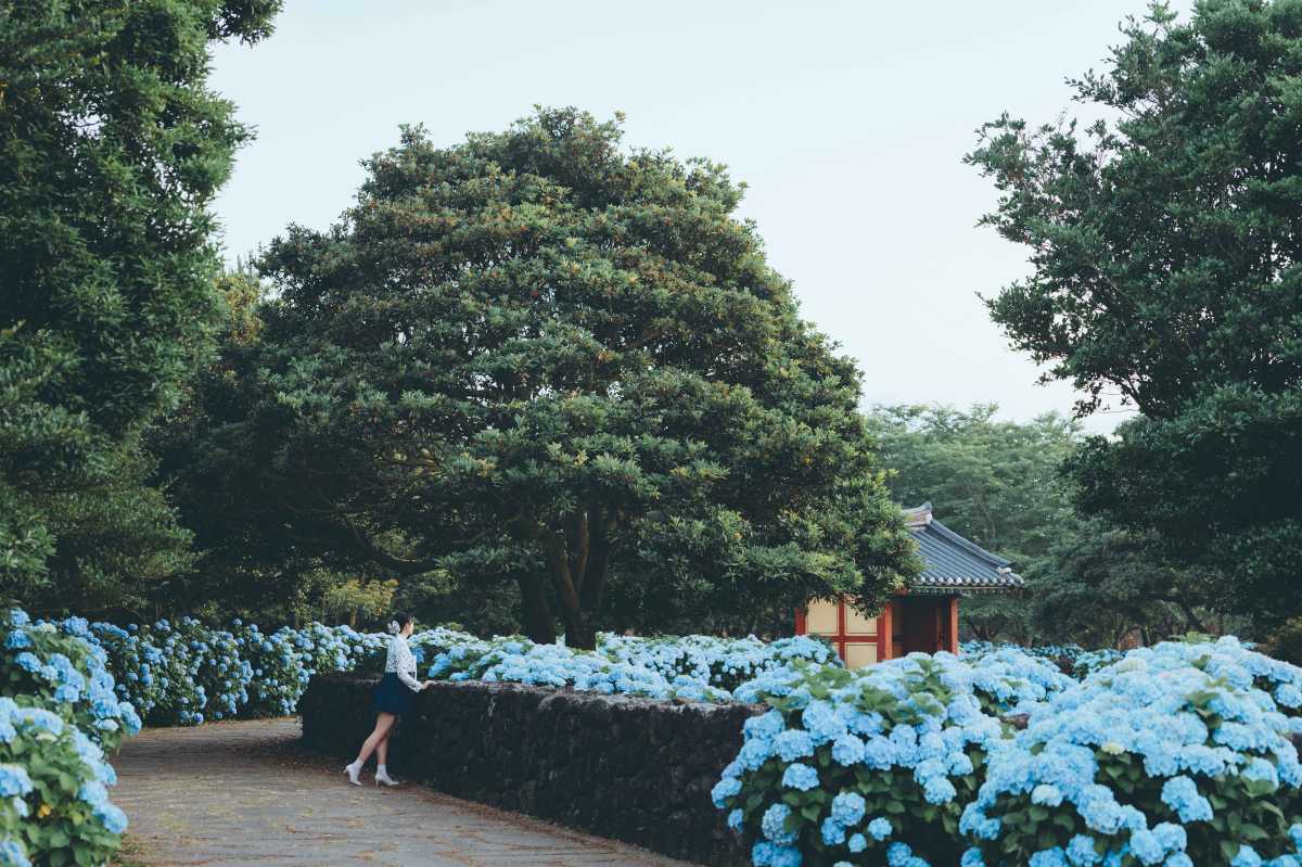 제주도 혼인지 수국 / 사진=한국관광공사 포토코리아@이정수