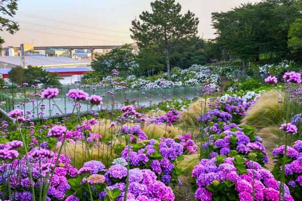 2026 장생포 수국 페스티벌 총정리 / 사진=한국관광콘텐츠랩