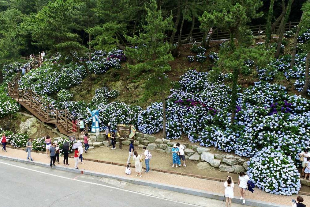 다양한 수국 포토존/ 사진=거제 미디어 몽돌사진관