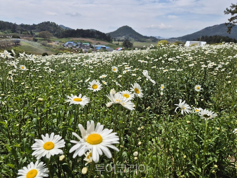 섬 샤스타데이지 축제 / 사진-신안군