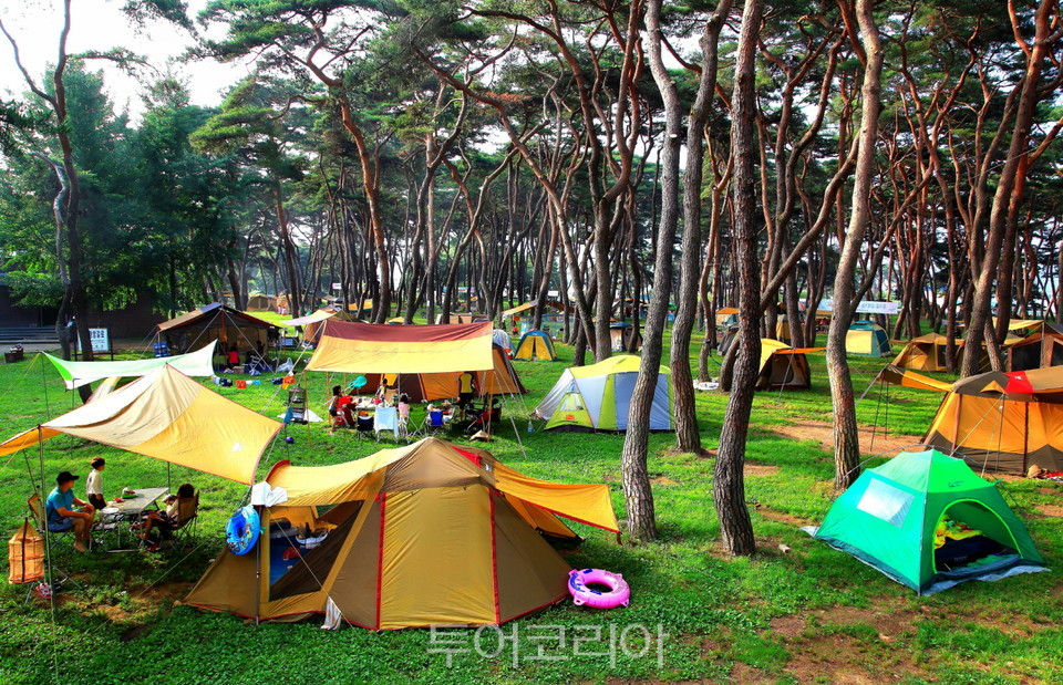 송호관광지 캠핑장./사진=영동군