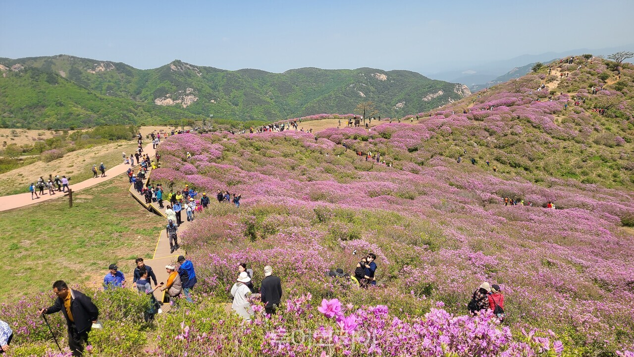 합천 황매산철쭉제 /사진-합천군