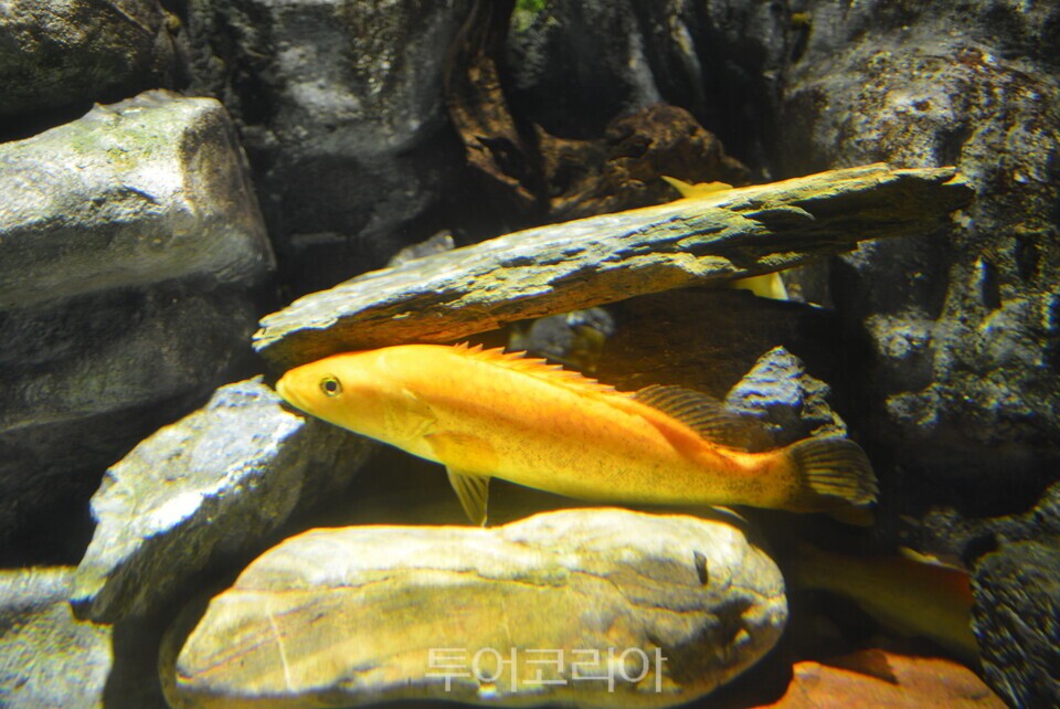 다누리 아쿠라리움 수족관 ⓒ투어코리아