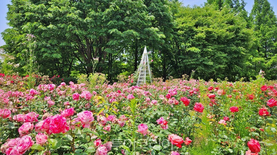  고양시 일산호수공원 장미원에 형형색색의 장미가 활짝 펴 사람들의 발길을 유혹하고 있다./사진=유경훈 기자