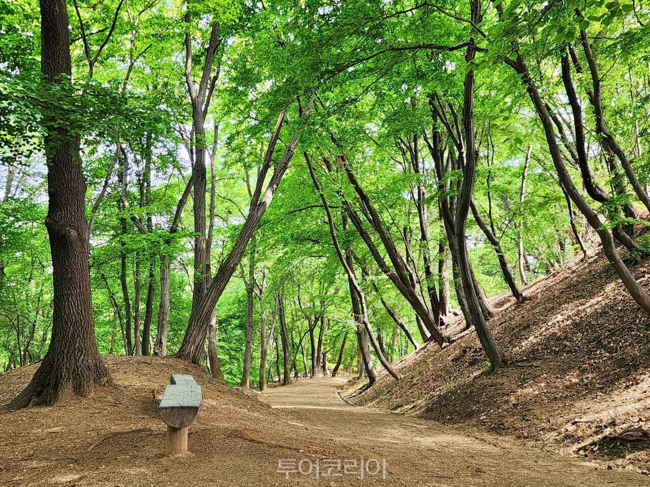 화성 융릉과 건릉 산책로 숲길/사진-국가유산청