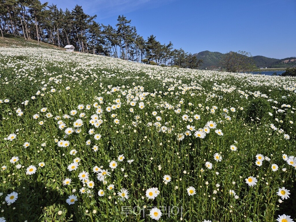 섬 샤스타데이지 축제 / 사진-신안군