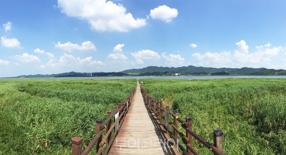 신성리 갈대밭ⓒ투어코리아