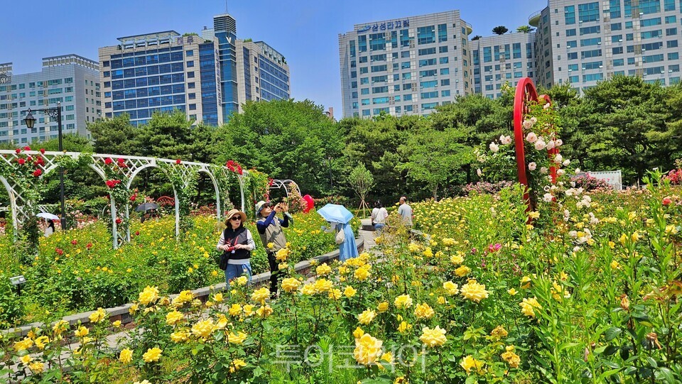  고양시 일산호수공원 장미원에 형형색색의 장미가 활짝 펴 사람들의 발길을 유혹하고 있다./사진=유경훈 기자