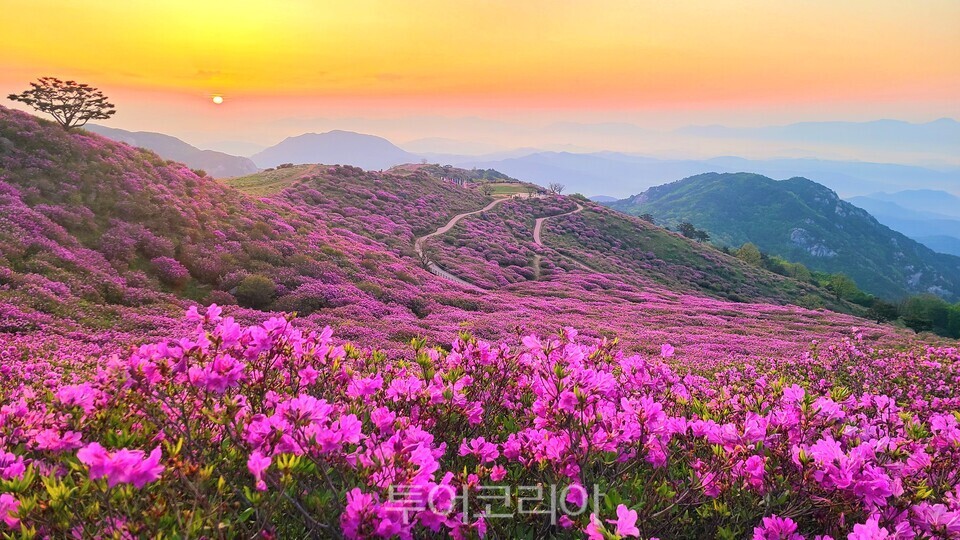 5월이면 황매산 산자락에 일렁이는 철쭉꽃 물결/ 사진=합천군