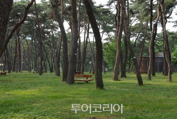 송호관광지/사진-영동군
