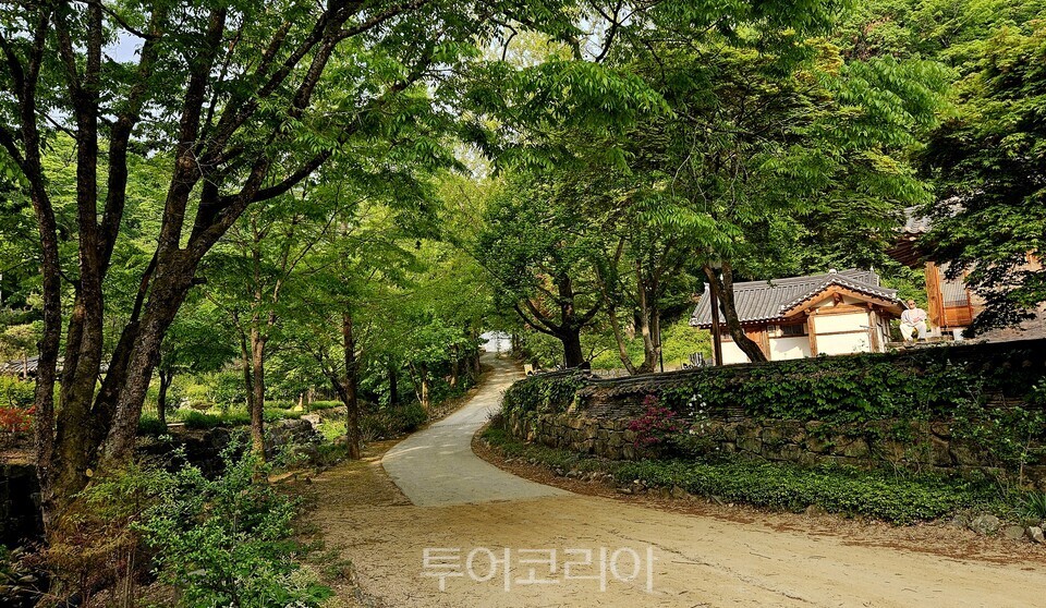 녹음 짙어진 마곡사 둘레길/사진=유경훈 기자