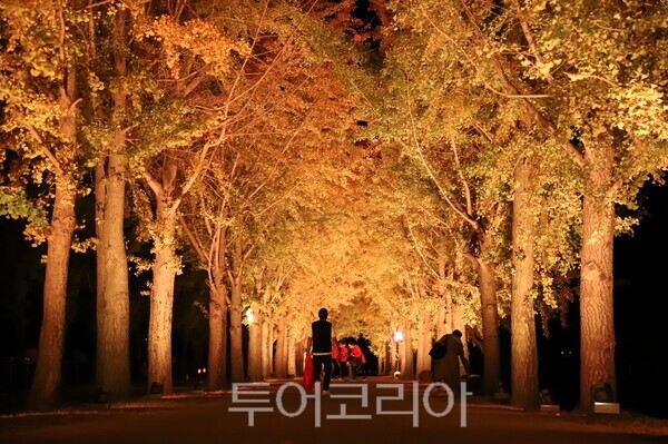 은행나무길 야경/사진=괴산군