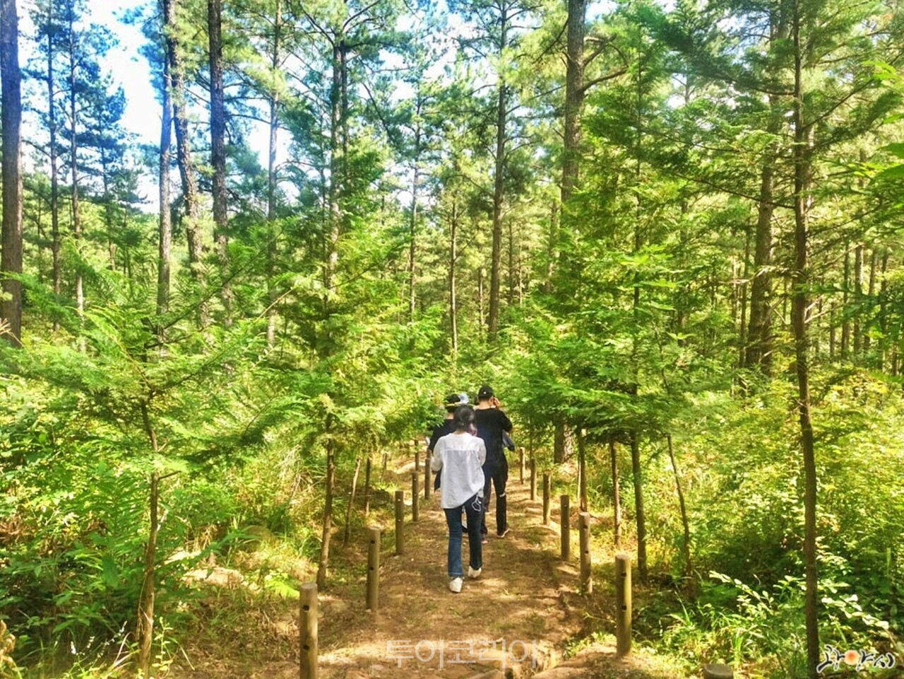 백운산 계곡  백운산자연휴양림 캠핑장  백운산 등산로  백운산산림박물관  백운산 전경/사진-광양시