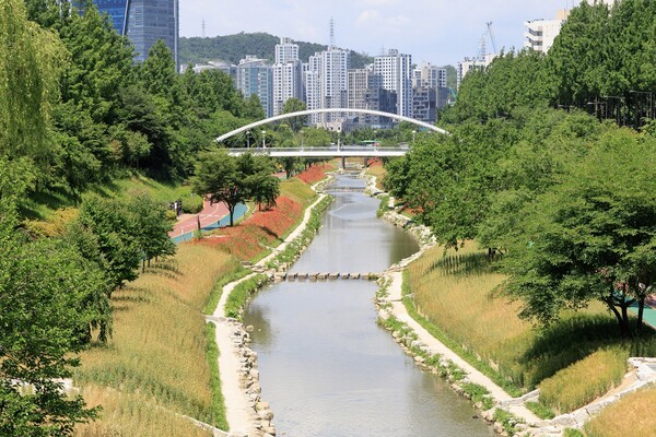 월드컵천 황금보리밭 모습/사진제공=마포구청