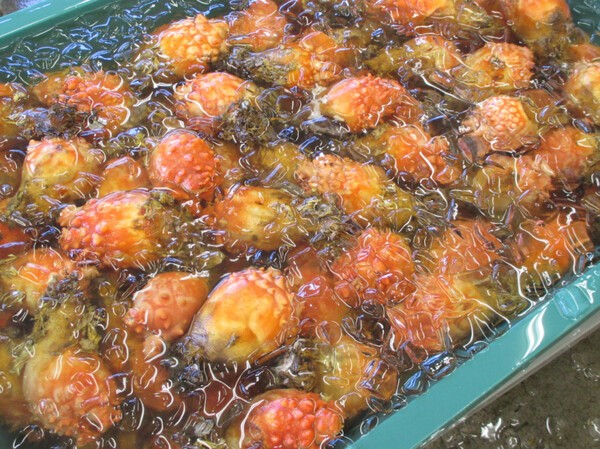 shunsentanbou