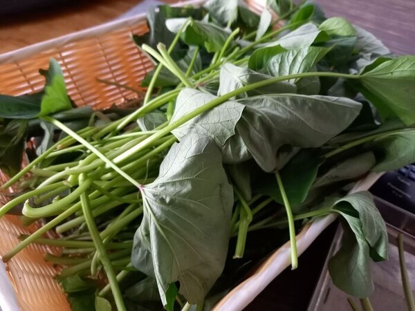 kurashinista