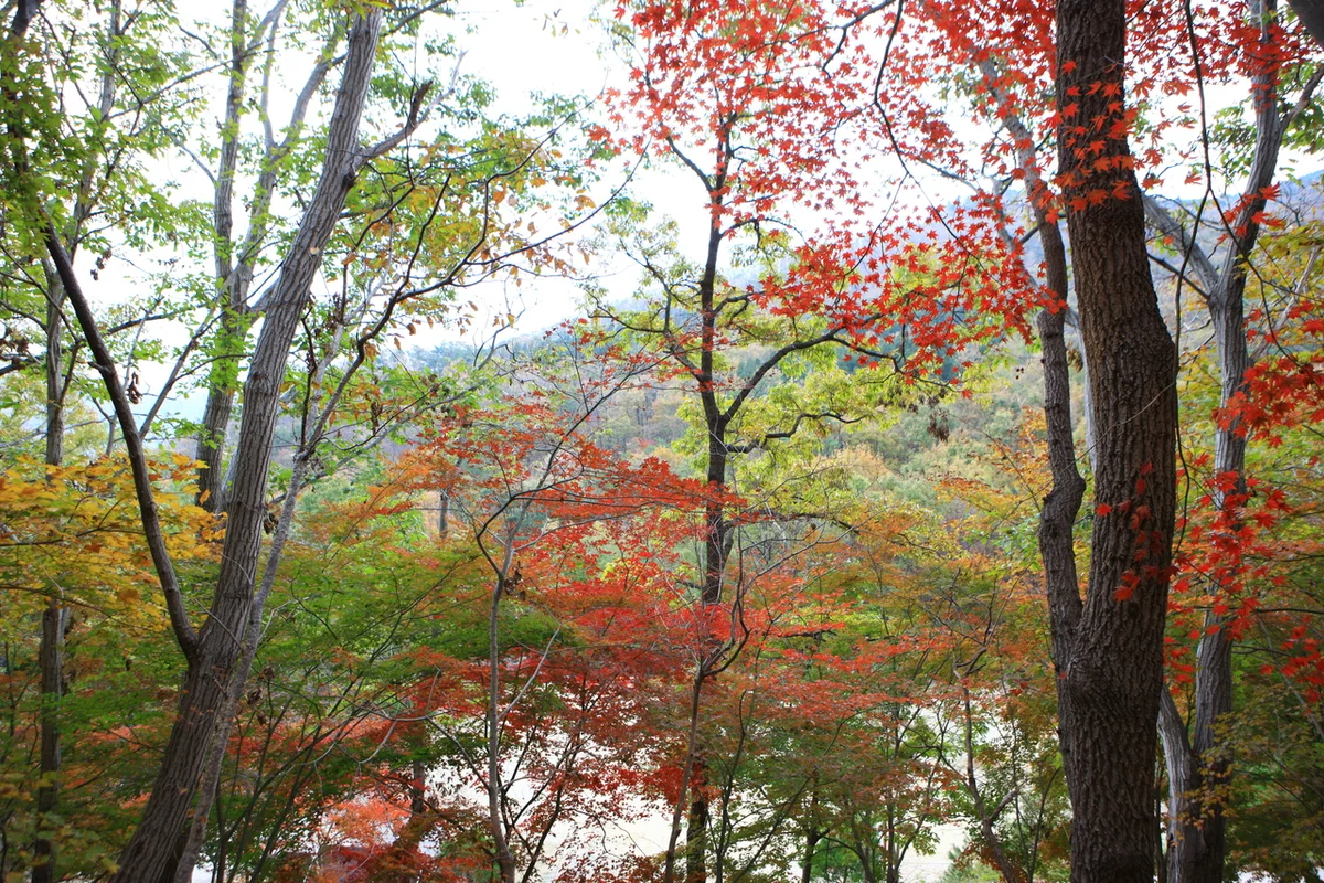 제암산자연휴양림 - 보성 여행