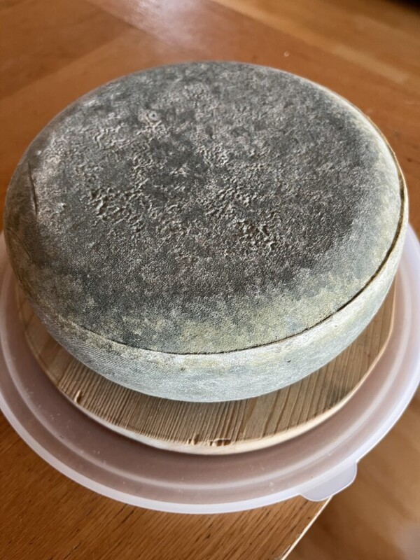 cheese-study-group