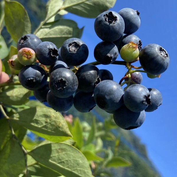 blueberryokazaki