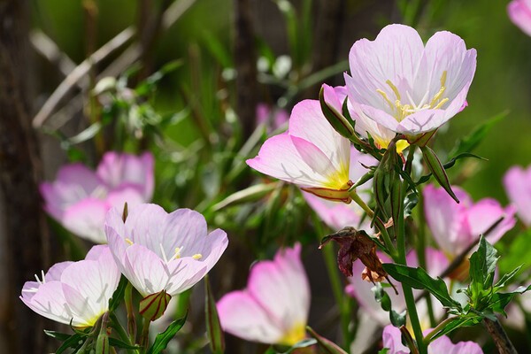 gardenstory