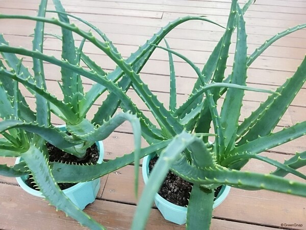 horti