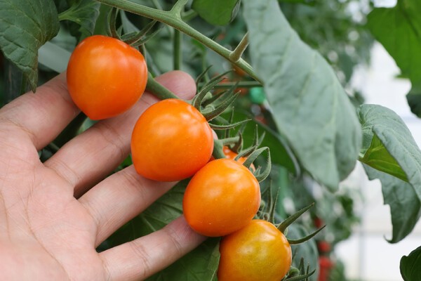tokitaseed