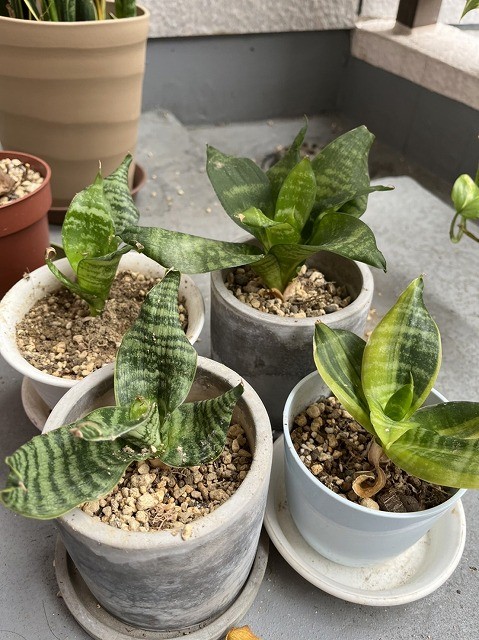 sansvieria