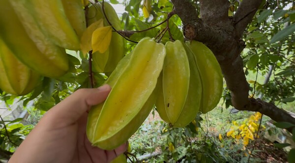 agri