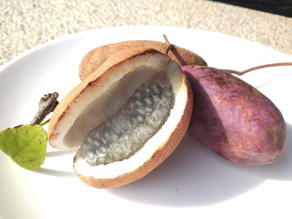 mynavi