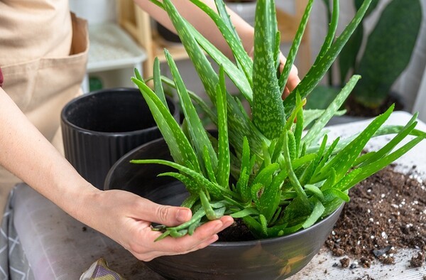 super-aloe