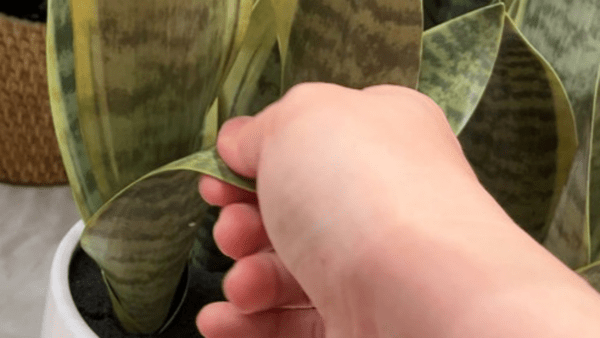 sansvieria