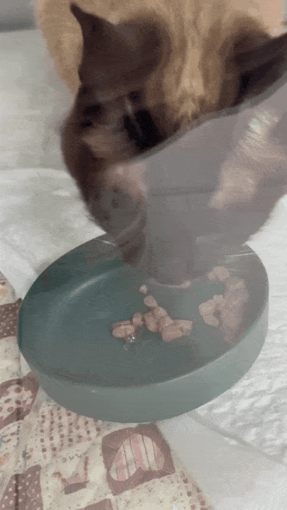 / World Pet Animal Medical Center