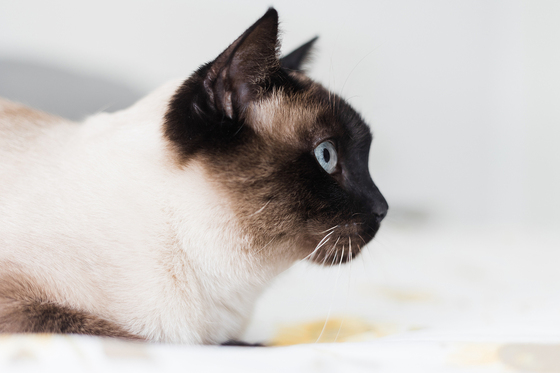 / World Pet Animal Medical Center