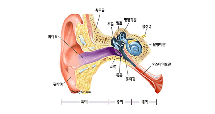 난청은 소리가 잘 들리지 않거나 말소리 이해가 어려운 상태를 의미하며, 뇌에 소리를 전달하는 외이, 중이, 내이 및 신경전달경로 중 어느 부분의 이상으로 생긴다. 전음성 난청·감각신경성 난청·혼합성 난청 등으로 구분된다. ⓒ분당서울대병원