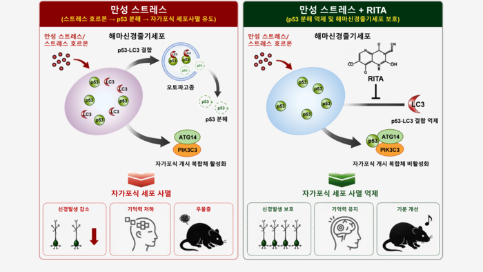 만성 스트레스에 의한 해마신경줄기세포의 자가포식 세포사멸과 RITA의 보호 효과 이미지