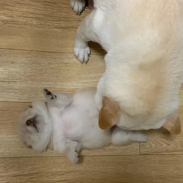 애니멀플래닛