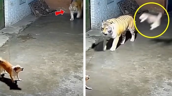 애니멀플래닛