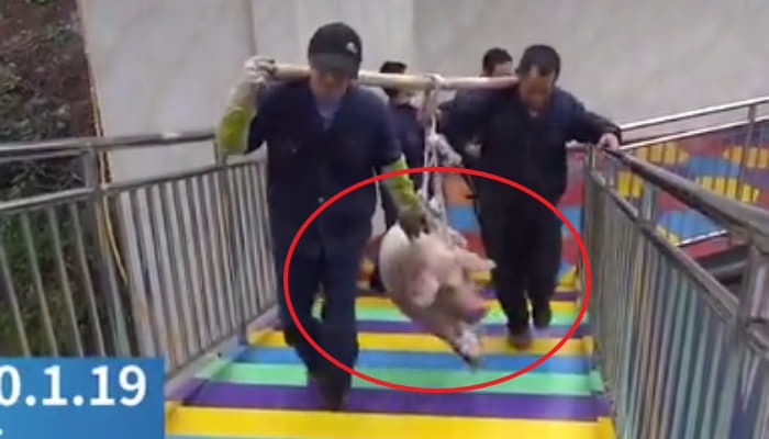 애니멀플래닛
