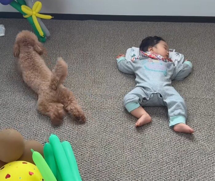 애니멀플래닛