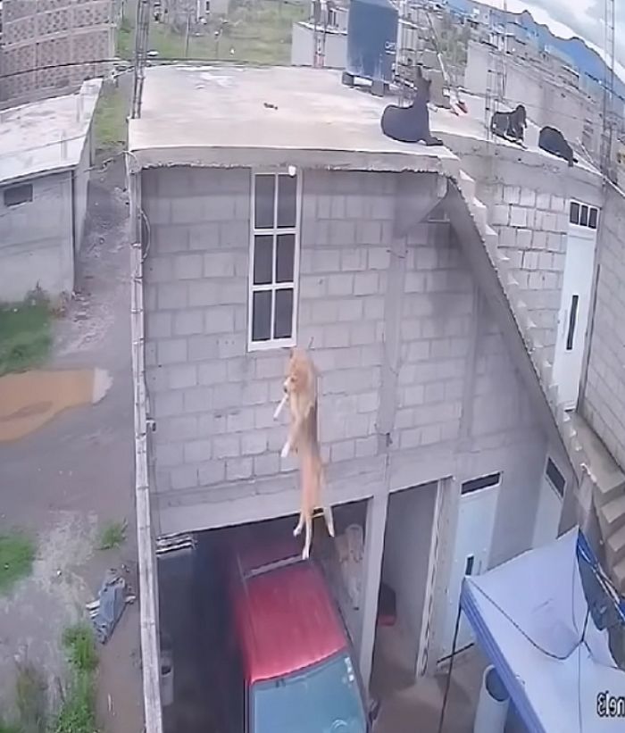 애니멀플래닛