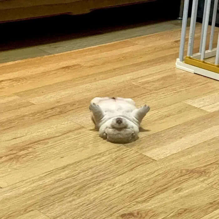 애니멀플래닛