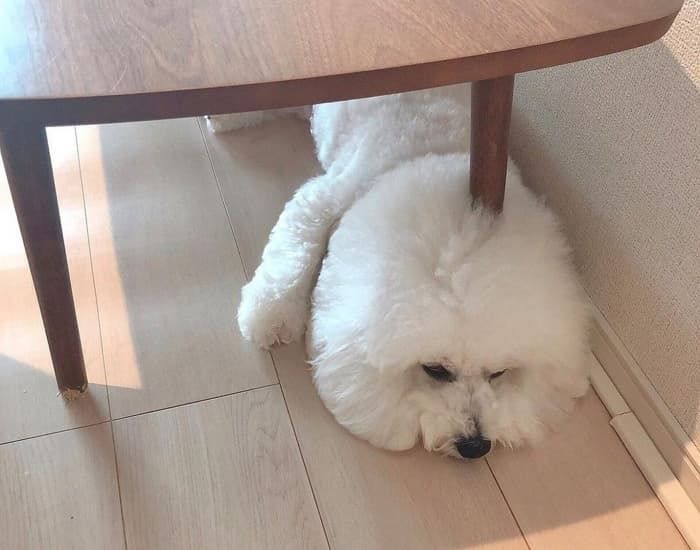 애니멀플래닛