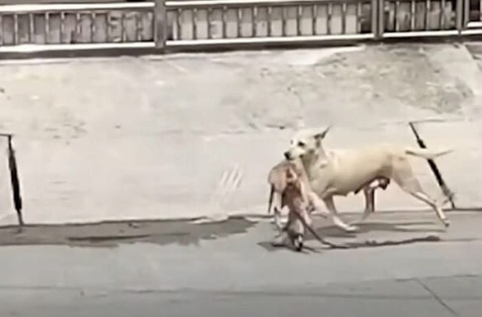 애니멀플래닛