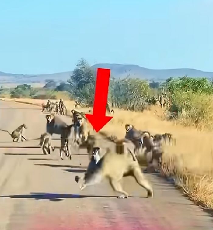애니멀플래닛