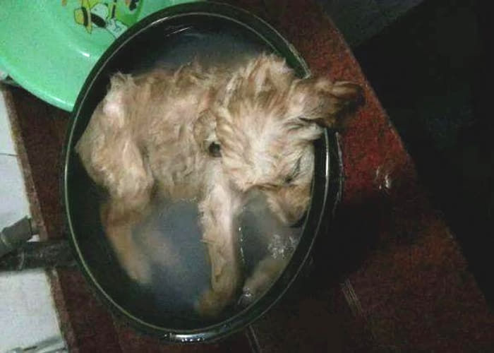 애니멀플래닛